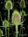 Dipsacus-fullonum Schoenfelder-1 BIB.jpg