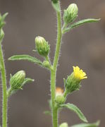 Pro Blattachsel werden auch mehr als eine Knospe gebildet. (Bild: W. Wohlers, JKI)