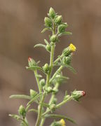 Ein junger Trieb mit mehreren Seitentrieben, vielen Knospen und drei Blüten, zwei davon bereits verblüht. (Bild: W. Wohlers, JKI)