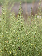 Trieb mit Blütenkörben. Sie sind knapp 1 cm lang und 4 mm breit und öffnen sich kaum. (Bild: W. Wohlers, JKI)