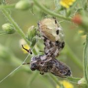 Zwischen den Blüten hatte sich eine Theridiidae, eine Kugel- oder Haubennetzspinne, niedergelassen und eine Biene gefangen. (Bild: W. Wohlers, JKI)