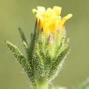 Die äußeren Blütchen sind Zungenblüten, die nur wenig über die Hüllblätter hinausragen. (Bild: W. Wohlers, JKI)