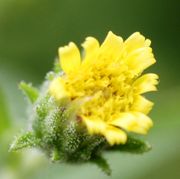 Die gelbe Narbe ist zweiästig, hier nur oben rechts bei einer Zungenblüte zu erkennen. (Bild: W. Wohlers, JKI)