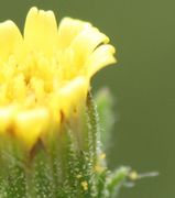 Im Blütenkorb ist alles gelb und kaum etwas zu unterscheiden. Aber einige Pollen heften außen an Hüllblättern fest. (Bild: W. Wohlers, JKI)