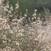 Reife Pflanzenbestände fallen durch ihre vielen, beige-grauen Samenstände auf. (Bild: W. Wohlers, JKI)