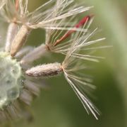 Der ca 2 mm große Samen ist mit langen eng anliegenden Haaren besetzt, oben beim Pappus auch mit einigen Drüsenhaaren. (Bild: W. Wohlers, JKI)