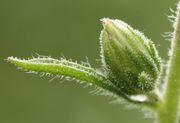 Im Spätsommer werden in den Blattachseln Knospen gebildet. (Bild: W. Wohlers, JKI)