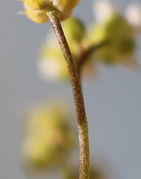 Es gibt auch haarlose Stängel. Unterhalb der Blüten sind die Stängel meistens kahl. (Bild: W. Wohlers)