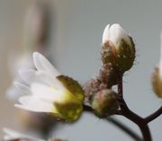 Die anfangs runden Knospen wachsen in die Länge, die Kronblätter erscheinen. (Bild: W. Wohlers, JKI)