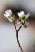 Dieser Stängel trägt nur sieben Blüten und Knospen. (Bild: W. Wohlers, JKI)