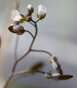 Ein Stängel trägt selten mehr als ein Dutzend Blüten. (Bild: W. Wohlers, JKI)