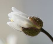 Das Schötchen fängt an zu wachsen; die Narbe erreicht die Spitzen der Kronblätter. (Bild: W. Wohlers, JKI)