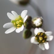 Ein Blick in die Blüten, in denen die kleinen Schötchen schon zu erkennen sind. (Bild: W. Wohlers, JKI)