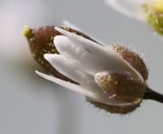 Auf dem rötlichen, noch wachsenden Schötchen sind die hellgelben Pollen zu sehen. (Bild: W. Wohlers, JKI)