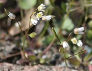 Sechs Blüten bzw. Schötchen pro Stängel. (Bild: W. Wohlers, JKI)