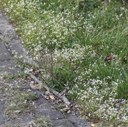 Das Frühlingshungerblümchen kann dichte Bestände bilden, wie hier am Wegrand. (Bild: W. Wohlers, JKI)