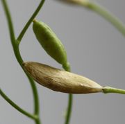 Die reifen Schötchen haben eine beige braune Farbe und sind bis zu 6 mm lang. (Bild: W. Wohlers, JKI)