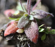 Die Rosette ist hier rot gefärbt, wohl wegen Frost oder Wassermangel, und stark behaart. (Bild: W. Wohlers, JKI)