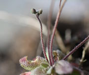 Knospen auf noch sich streckendem Stängel mit Sternhaaren. (Bild: W. Wohlers, JKI)