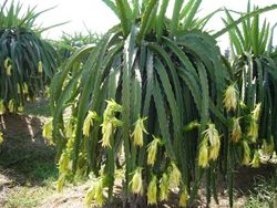 alt=Description de l'image Dragonfruit plant.jpg.