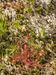 Drosera-rotundifolia Wolf-1 BIB.jpg