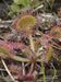 Drosera-rotundifolia Wolf-2 BIB.jpg