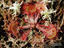 Drosera rotundifolia L.