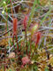 Drosera anglica