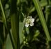 Drosera rotundifolia bluete detail.jpg