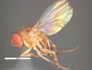 Drosophila melanogaster PaDIL136234a.jpg