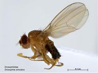 Drosophila simulans PaDIL140535a.jpg