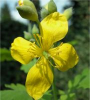 Blüte 4-strahlig: Schöllkraut Chelidonium majus