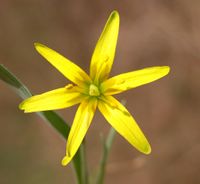 Blüte 6-strahlig: Wald Goldstern Gagea lutea