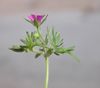 Blüte (Schlitzblättriger Storchschnabel)