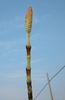 Großer Sporophyllstand beim Riesen-Schachtelhalm (Foto: A. Moro 2005)