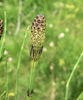 Sporophyllstand (oben) stumpf endend (Bsp.: Sumpfschachtelhalm, Foto: A. Moro 2009)