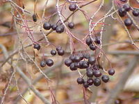 Aronia ×prunifolia, Pflaumenblättrige Apfelbeere