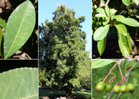 Aronia arbutifolia, Kahle Apfelbeere