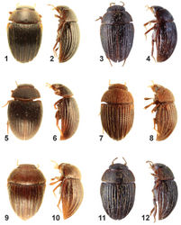 Figures 1–12. Habitus of Oosternum from West Indies. 1–2. Oosternum andersoni sp. n., lenght = 1.25 mm (1. dorsal view, 2. lateral view). 3–4. Oosternum bacharenge sp. n., lenght = 1.40 mm (3. dorsal view, 4. lateral view). 5–6. Oosternum cercyonoides sp. n., lenght = 1.95 mm (5. dorsal view, 6. lateral view). 7–8. Oosternum insulare sp. n., lenght = 1.40 mm (7. dorsal view, 8. lateral view). 9–10. Oosternum latum Fikáček, Hebauer & Hansen, 2009, lenght = 1.50 mm (9. dorsal view, 10. lateral view). 11–12. Oosternum luciae sp. n., lenght = 1.41 mm (11. dorsal view, 22. lateral view).