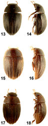 Figures 13–18. Habitus of Oosternum from West Indies. 13–14. Oosternum megnai sp. n., lenght = 1.49 mm (13. dorsal view, 14. lateral view). 15–16. Oosternum pecki sp. n., lenght = 1.50 mm (15. dorsal view, 16. lateral view). 17–18. Oosternum sharpi Hansen, 1999, length = 1.37 mm (17. dorsal view, 18. lateral view).