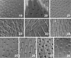 Figures 19–28. Pronotal punctation and microsculpture. 19. Oosternum andersoni 20. Oosternum bacharenge 21. Oosternum cercyonoides 22. Oosternum insulare 23. Oosternum latum 24. Oosternum luciae 25. Oosternum megnai 26. Oosternum pecki 27. Oosternum sharpi 28. Oosternum sp. (Bahamas).