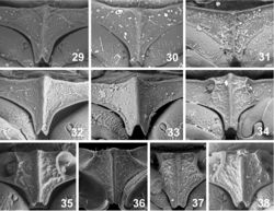 Figures 29–38. Median portion of prosternum. 29. Oosternum andersoni 30. Oosternum bacharenge 31. Oosternum cercyonoides 32. Oosternum megnai 33. Oosternum pecki 34. Oosternum sp. (Bahamas) 35. Oosternum insulare 36. Oosternum latum 37. Oosternum luciae 38. Oosternum sharpi.