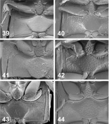 Figures 39–44. Meso- and metaventrite plate. 39. Oosternum andersoni 40. Oosternum bacharenge 41. Oosternum cercyonoides 42. Oosternum insulare 43. Oosternum latum 44. Oosternum luciae.