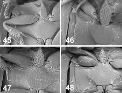 Figures 45–48. Meso- and metaventrite plate. 45. Oosternum megnai 46. Oosternum pecki 47. Oosternum sharpi 48. Oosternum sp.