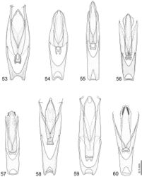 Figures 53–60. Aedeagus. 53. Oosternum andersoni 54. Oosternum bacharenge 55. Oosternum insulare 56. Oosternum latum 57. Oosternum luciae 58. Oosternum megna i 59. Oosternum pecki 60. Oosternum sharpi.