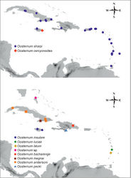 Figure 61. Distribution of the representatives of the Oosternum from West Indies. Shape of the symbols indicate the species group which the respective species belongs to (see the Discussion for details).