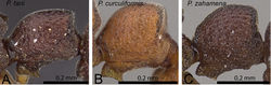 Figure 1. Petiole in profile view. A Probolomyrmex tani (CASENT0243185) B Probolomyrmex curculiformis (CASENT0469570) C Probolomyrmex zahamena (CASENT0914279).