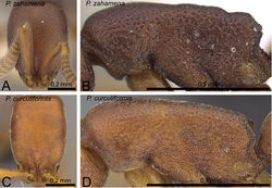 Figure 2. Head in full-face view and mesosoma in profile. A, B Probolomyrmex zahamena (CASENT0914279) C, D Probolomyrmex curculiformis (CASENT0469570).