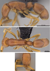 Figure 3. Probolomyrmex curculiformis sp. n. holotype worker (CASENT0469570). A Body in profile B Body in dorsal view C Head in full-face view.