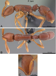 Figure 4. Probolomyrmex tani holotype worker (CASENT0041505). A Body in profile B Body in dorsal view C Head in full-face view.